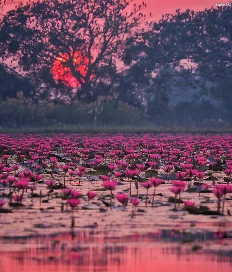 Mê mẩn vẻ đẹp tựa chốn tiên cảnh của Hồ Sen Đỏ, Thái Lan 7 Mê mẩn vẻ đẹp tựa chốn tiên cảnh của Hồ Sen Đỏ, Thái Lan | Wanderlust Tips