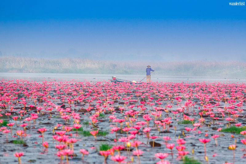 Mê mẩn vẻ đẹp tựa chốn tiên cảnh của Hồ Sen Đỏ, Thái Lan 9 Mê mẩn vẻ đẹp tựa chốn tiên cảnh của Hồ Sen Đỏ, Thái Lan | Wanderlust Tips