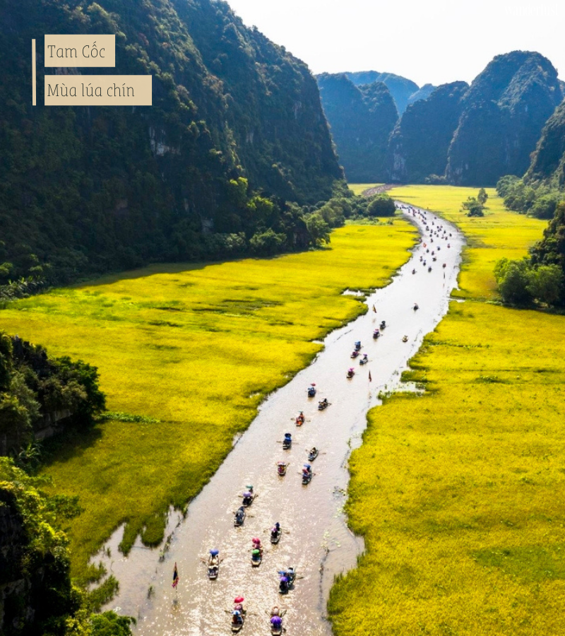 Tam Cốc mùa lúa chín 5 Tam Cốc mùa lúa chín | Wanderlust Tips