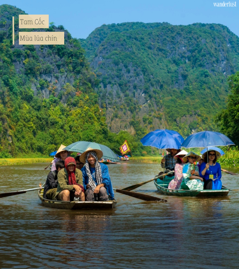 Tam Cốc mùa lúa chín 8 Tam Cốc mùa lúa chín | Wanderlust Tips