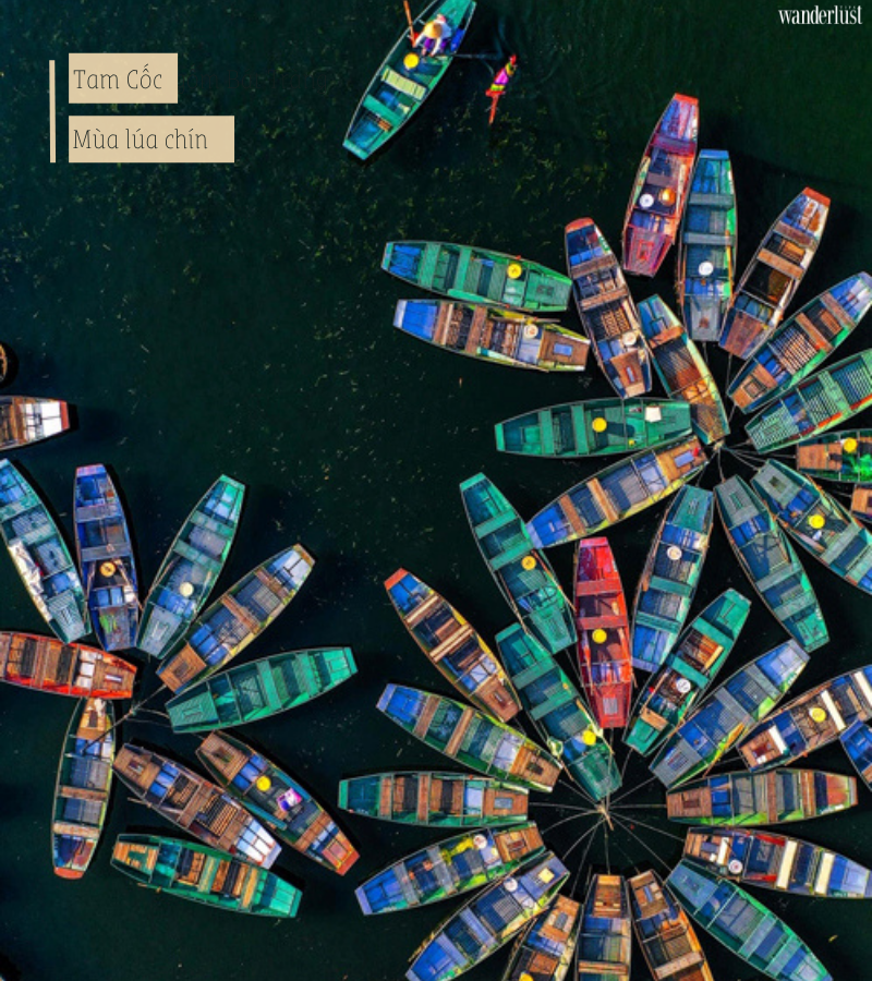 Tam Cốc mùa lúa chín 12 Tam Cốc mùa lúa chín | Wanderlust Tips
