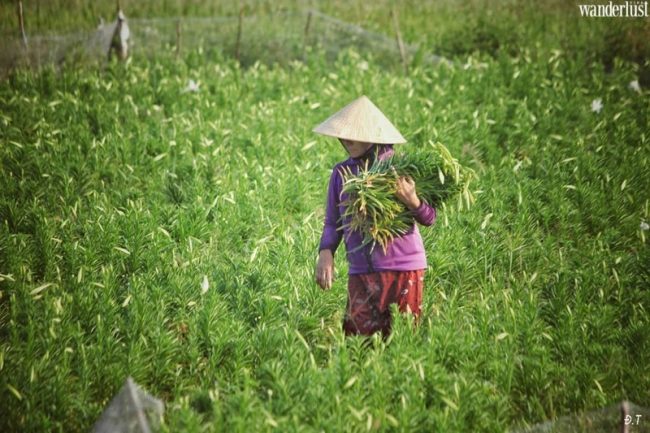 Tháng 4 về trong sắc hoa loa kèn trắng muốt tinh khôi… 17 thang 4 ve trong sac hoa loa ken trang tinh khoi 10