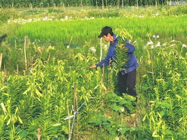Tháng 4 về trong sắc hoa loa kèn trắng muốt tinh khôi… 18 thang 4 ve trong sac hoa loa ken trang tinh khoi 17