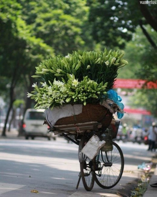 Tháng 4 về trong sắc hoa loa kèn trắng muốt tinh khôi… 16 Tháng 4 về trong sắc hoa loa kèn trắng muốt tinh khôi… | Wanderlust Tips