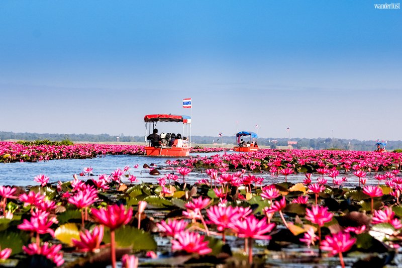 Mê mẩn vẻ đẹp tựa chốn tiên cảnh của Hồ Sen Đỏ, Thái Lan | Wanderlust Tips