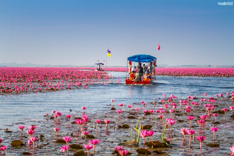 Mê mẩn vẻ đẹp tựa chốn tiên cảnh của Hồ Sen Đỏ, Thái Lan | Wanderlust Tips