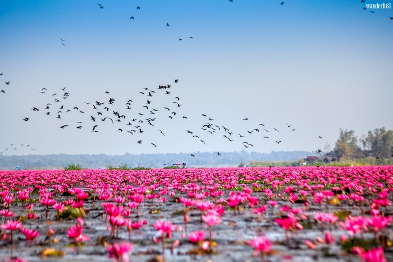 Mê mẩn vẻ đẹp tựa chốn tiên cảnh của Hồ Sen Đỏ, Thái Lan Mê mẩn vẻ đẹp tựa chốn tiên cảnh của Hồ Sen Đỏ, Thái Lan