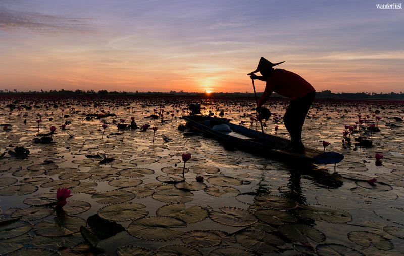 Mê mẩn vẻ đẹp tựa chốn tiên cảnh của Hồ Sen Đỏ, Thái Lan | Wanderlust Tips