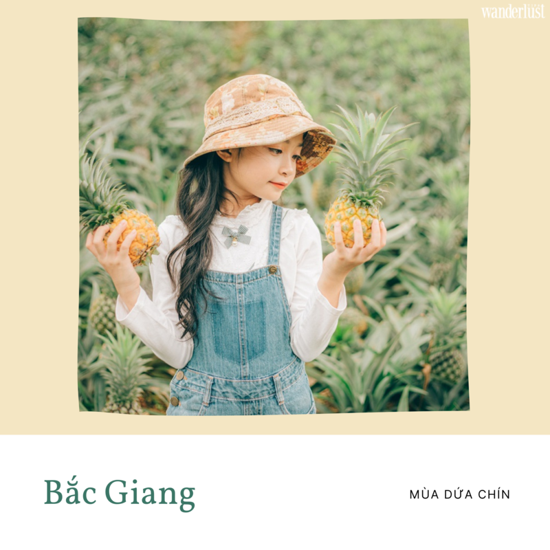 Hè về check in mùa dứa chín Bắc Giang 5 Hè về check in mùa dứa chín Bắc Giang | Wanderlust Tips