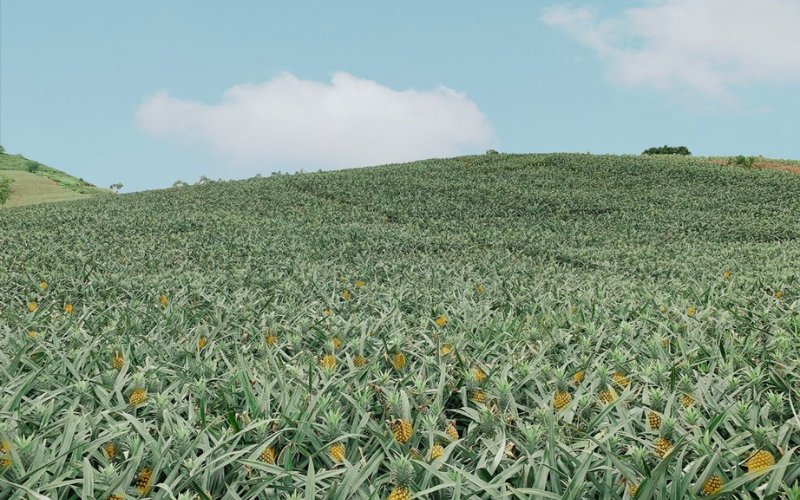 Hè về check in mùa dứa chín Bắc Giang Hè về check in mùa dứa chín Bắc Giang