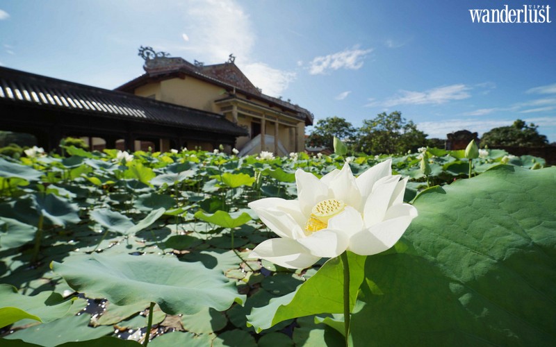 Sen về dịu dàng trên Đại Nội Huế 6 Đại Nội Huế dịu dàng mùa Sen về | Wanderlust Tips
