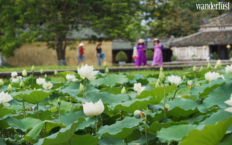 Sen về dịu dàng trên Đại Nội Huế 12 Đại Nội Huế dịu dàng mùa Sen về | Wanderlust Tips