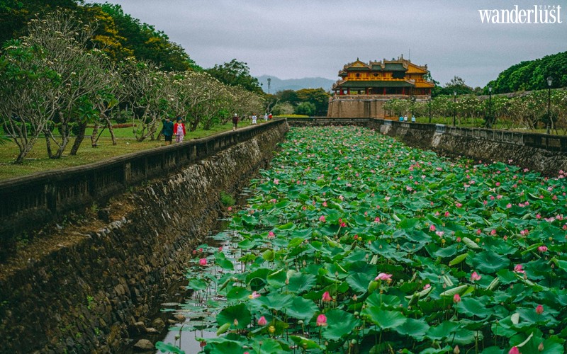 Sen về dịu dàng trên Đại Nội Huế 5 Dai noi hue diu dang mua sen ve 6 1