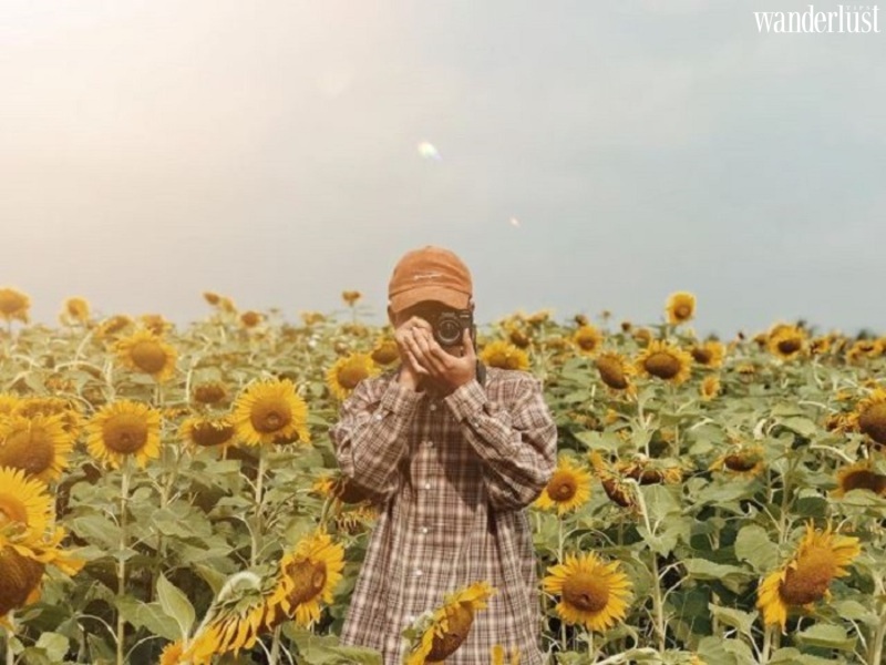 Nghệ An mùa hoa hướng dương nở rộ 14 Nghệ An mùa hoa hướng dương nở rộ | Wanderlust Tips