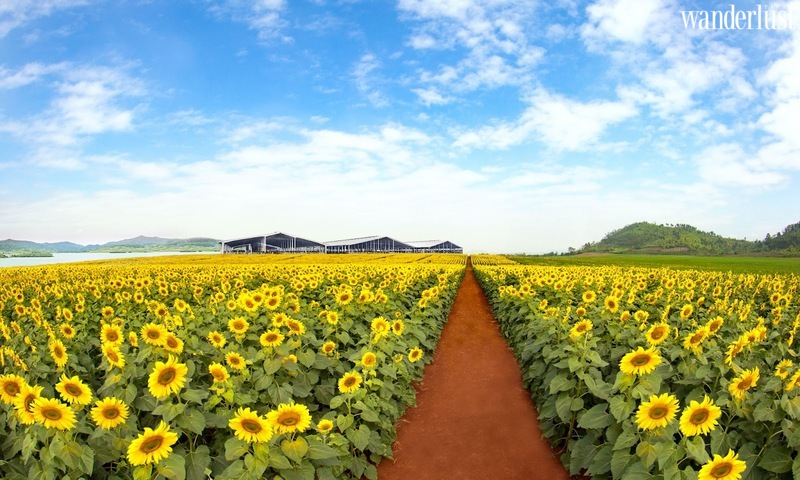Nghệ An mùa hoa hướng dương nở rộ 10 Nghệ An mùa hoa hướng dương nở rộ | Wanderlust Tips