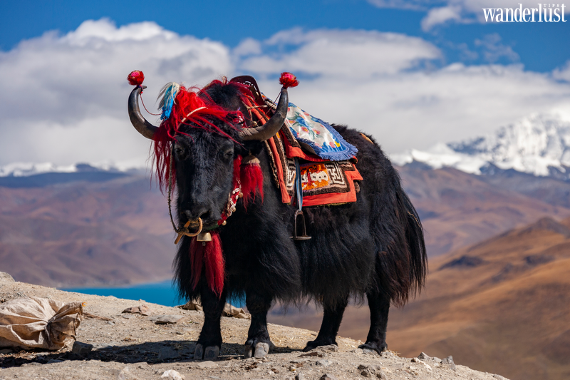 Đến Tây Tạng khám phá hồ thánh Yamdrok Yongcuo 12 Đến Tây Tạng khám phá hồ thành Yamdrok Yongcuo | Wanderlust Tips