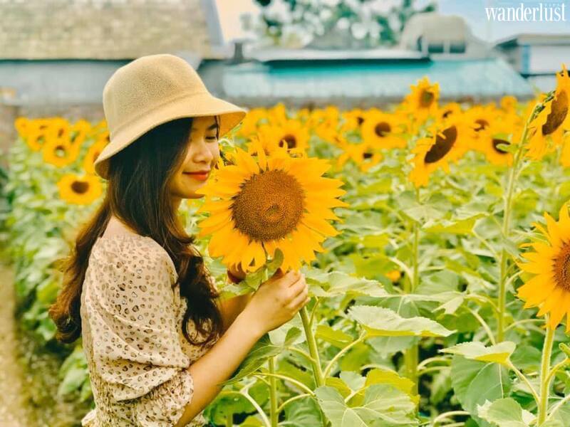 Nghệ An mùa hoa hướng dương nở rộ 6 Nghệ An mùa hoa hướng dương nở rộ | Wanderlust Tips