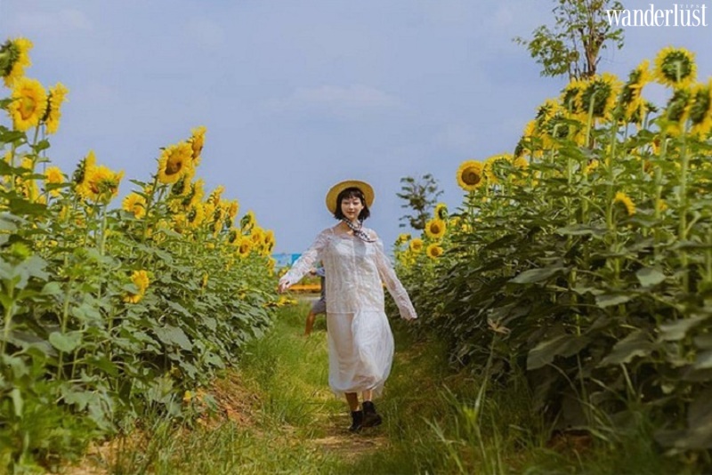 Nghệ An mùa hoa hướng dương nở rộ 12 Nghệ An mùa hoa hướng dương nở rộ | Wanderlust Tips