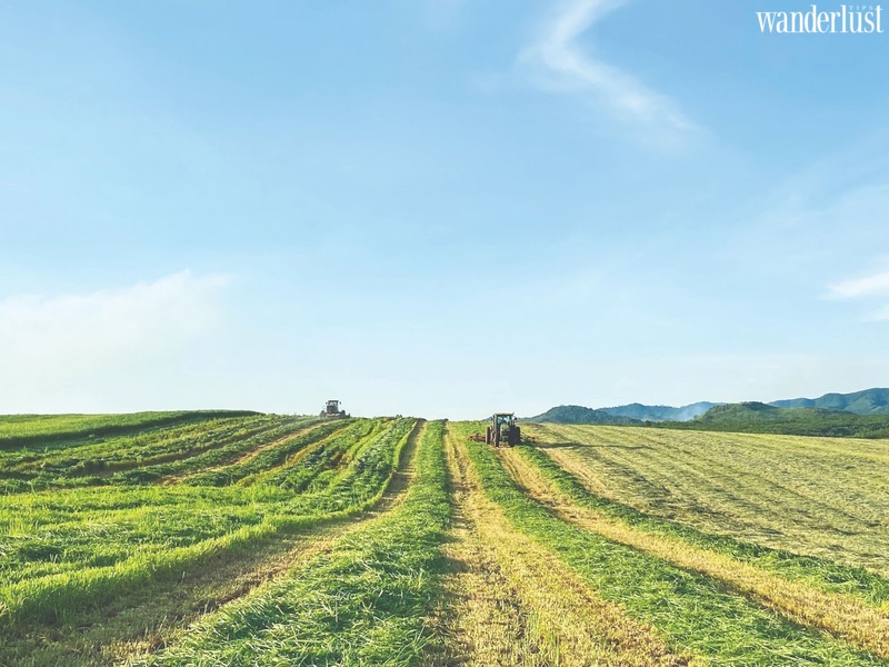 Nghệ An mùa hoa hướng dương nở rộ 13 Nghệ An mùa hoa hướng dương nở rộ | Wanderlust Tips