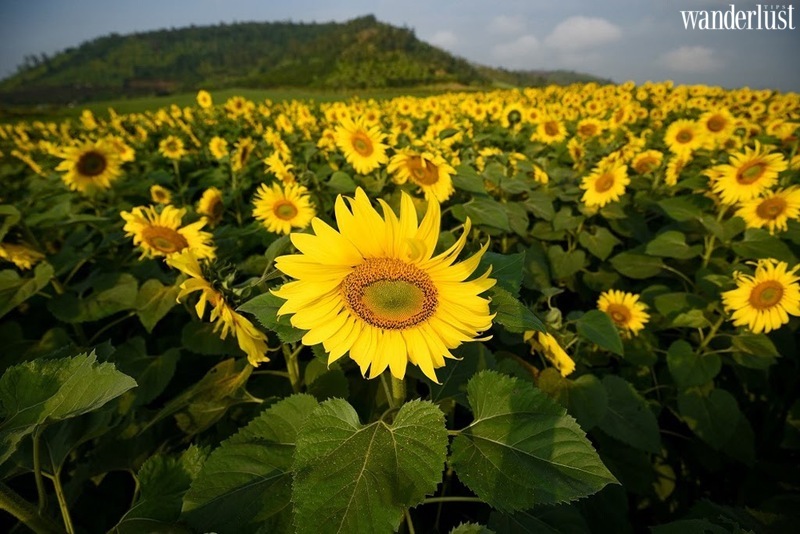 Nghệ An mùa hoa hướng dương nở rộ 8 Nghệ An mùa hoa hướng dương nở rộ | Wanderlust Tips