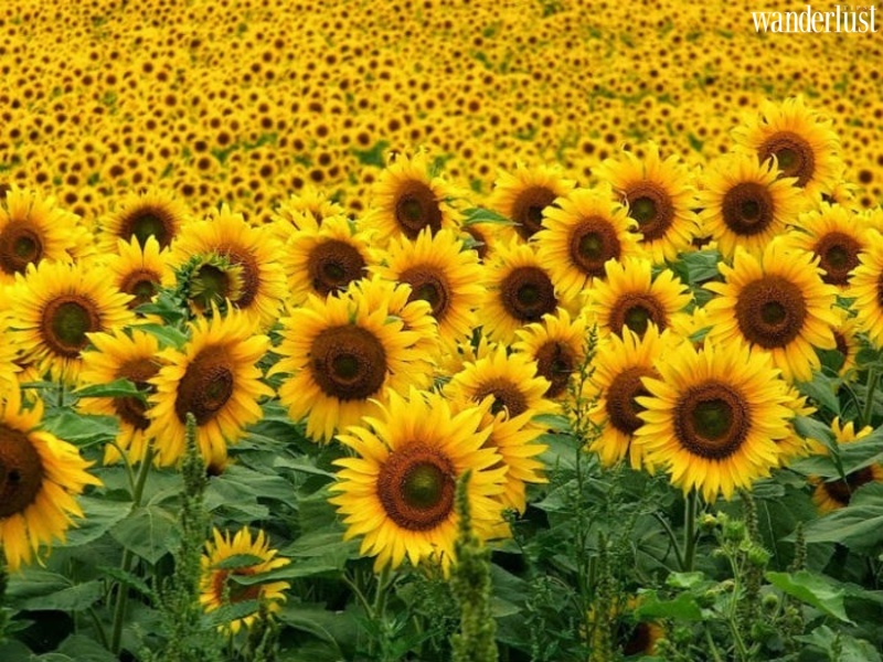 Nghệ An mùa hoa hướng dương nở rộ | Wanderlust Tips 
