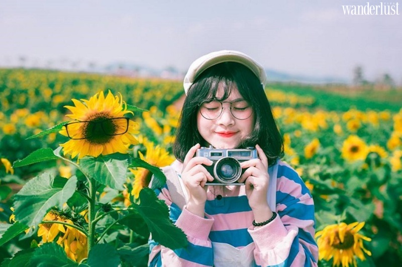 Nghệ An mùa hoa hướng dương nở rộ 11 Nghệ An mùa hoa hướng dương nở rộ | Wanderlust Tips