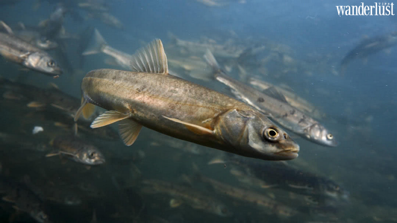 Đến Tây Tạng khám phá hồ thành Yamdrok Yongcuo | Wanderlust Tips 