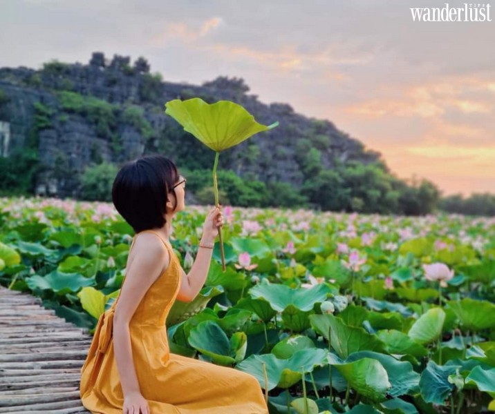 Mùa sen nở ở Hang Múa đẹp như tiên cảnh chốn nhân gian 7 Mùa sen nở ở Hang Múa đẹp như tiên cảnh chốn nhân gian | Wanderlust Tips