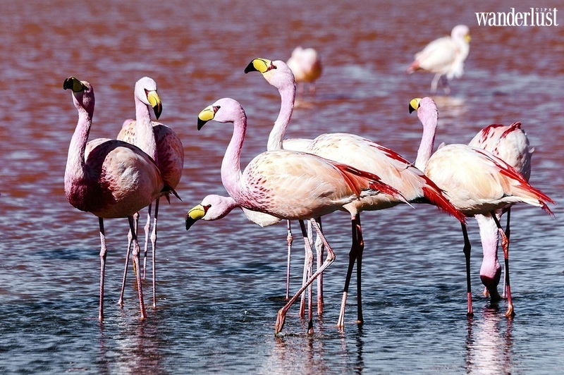 Cánh đồng muối Salar de Uyuni đẹp mê hồn du khách 13 Cánh đồng muối Salar de Uyuni đẹp mê hồn du khách | Wanderlust Tips