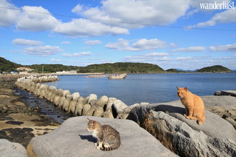 Ainoshima: "thiên đường" của các boss mèo 14 Ainoshima: "thiên đường" của các boss mèo | Wanderlust Tips