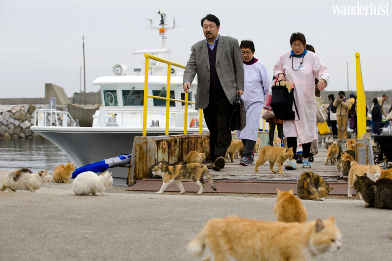 Ainoshima: "thiên đường" của các boss mèo 11 Ainoshima: "thiên đường" của các boss mèo | Wanderlust Tips