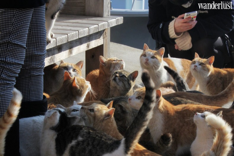 Ainoshima: "thiên đường" của các boss mèo 6 Ainoshima: "thiên đường" của các boss mèo | Wanderlust Tips