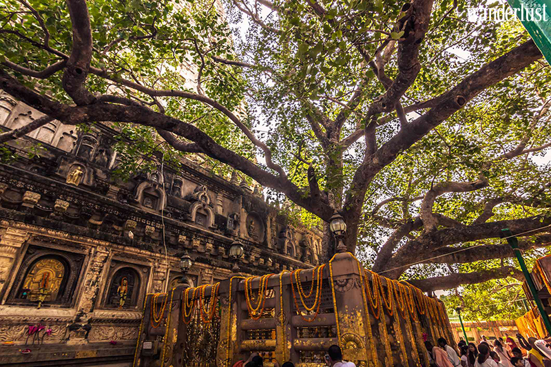 Về Sri Lanka tham gia Lễ hội rước Xá lợi Răng Phật: Esala Perahera   14 Về Sri Lanka tham gia Lễ hội rước Xá lợi Răng Phật - Esala Perahera | Wanderlust Tips