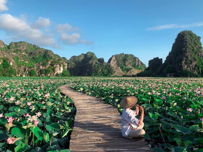 Mùa sen nở ở Hang Múa đẹp như tiên cảnh chốn nhân gian Mùa sen nở ở Hang Múa đẹp như tiên cảnh chốn nhân gian