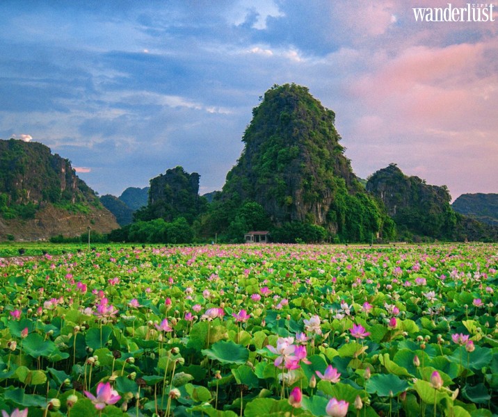 Mùa sen nở ở Hang Múa đẹp như tiên cảnh chốn nhân gian | Wanderlust Tips