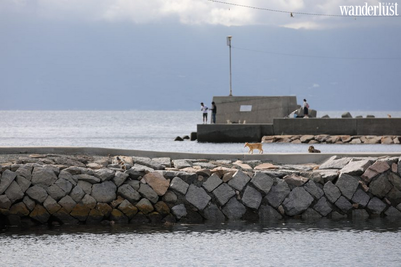 Ainoshima: "thiên đường" của các boss mèo 15 Ainoshima: "thiên đường" của các boss mèo | Wanderlust Tips