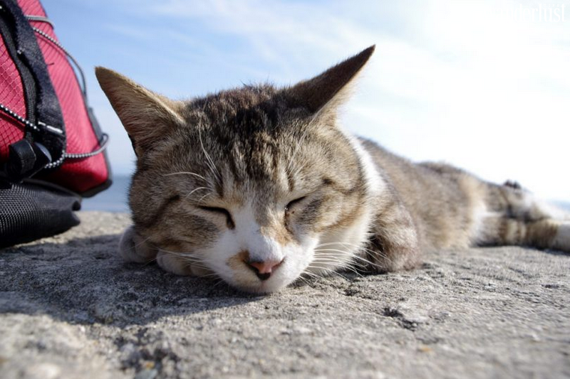 Ainoshima: "thiên đường" của các boss mèo 8 Ainoshima: "thiên đường" của các boss mèo | Wanderlust Tips