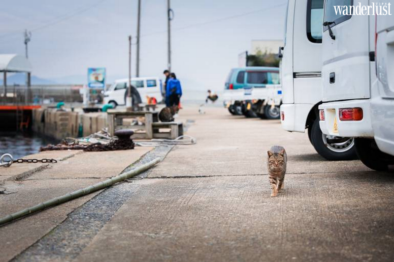 Ainoshima: "thiên đường" của các boss mèo 9 Ainoshima: "thiên đường" của các boss mèo | Wanderlust Tips