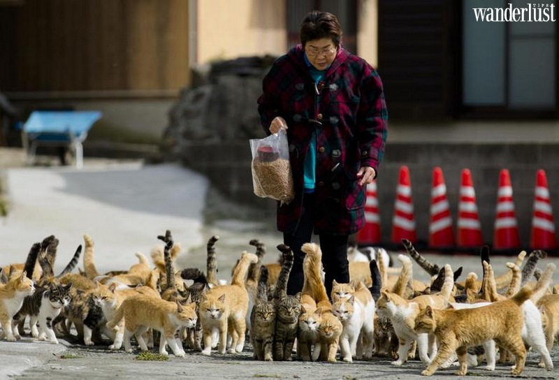 Ainoshima: "thiên đường" của các boss mèo 12 Ainoshima: "thiên đường" của các boss mèo | Wanderlust Tips