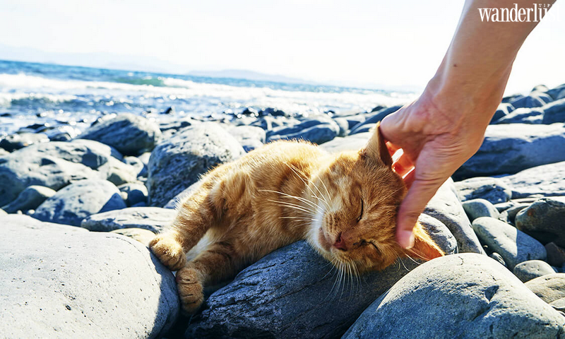Ainoshima: "thiên đường" của các boss mèo 7 Ainoshima: "thiên đường" của các boss mèo | Wanderlust Tips