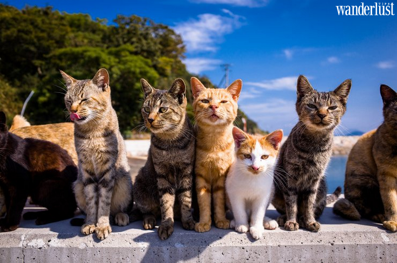 Ainoshima: "thiên đường" của các boss mèo 10 Ainoshima: "thiên đường" của các boss mèo | Wanderlust Tips