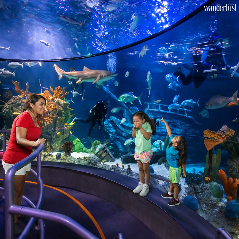 Cảnh đẹp mê hồn du khách của Houston | Wanderlust Tips
