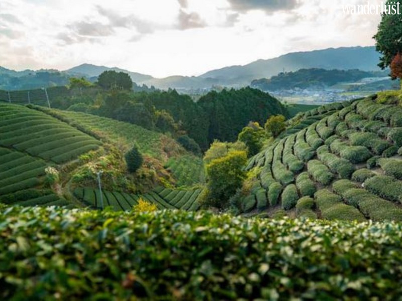 Không chỉ ở các nước châu Á mà từ xa xưa thưởng trà cũng là một truyền thống văn hoá của các nước phương Tây. Và dưới đây, là 6 điểm đến hấp dẫn dành cho các tín đồ mê trà, nơi bạn có thể vừa “thưởng trà ngắm hoa” ở một nơi rất xa nhé.