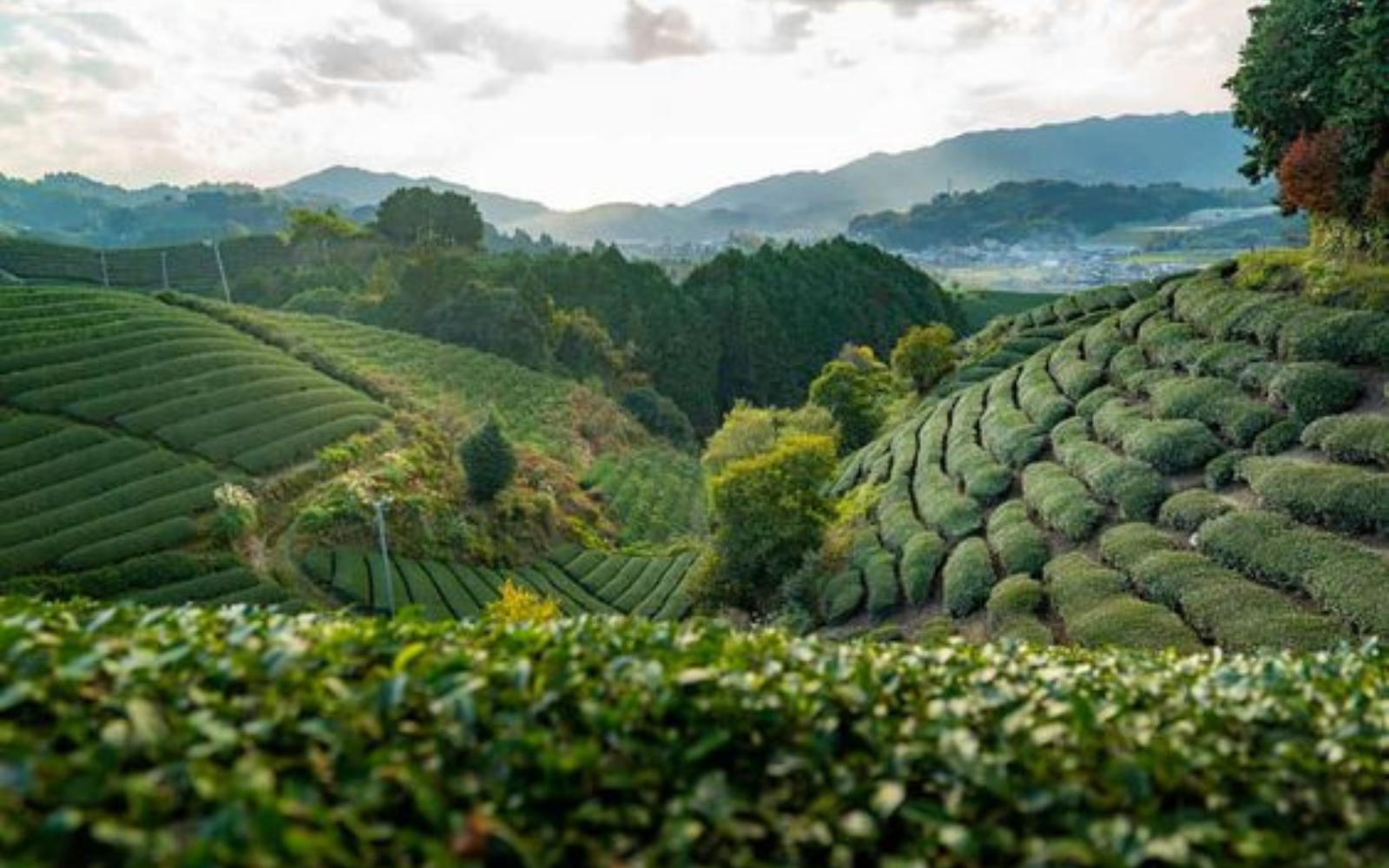 6 điểm đến cho tín đồ mê trà “không lối thoát”