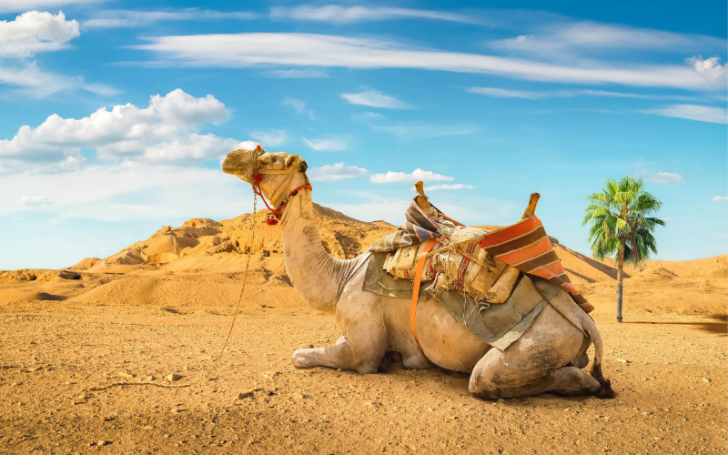 Ai Cập: Vùng đất của Thần Mặt Trời