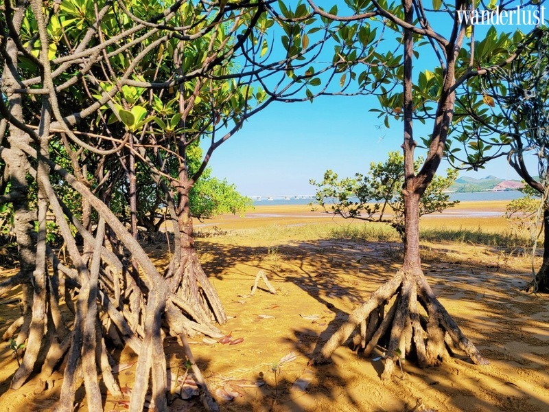 Mũi Lòng Vàng: Lạc vào trốn thanh bình 6 Mũi Lòng Vàng, lạc vào trốn thanh bình | Wanderlust Tips