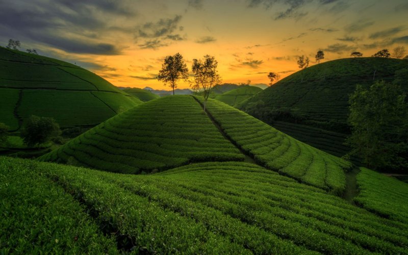 6-doi-che-dep-nhu-tranh-ve-tren-khap-the-gioi