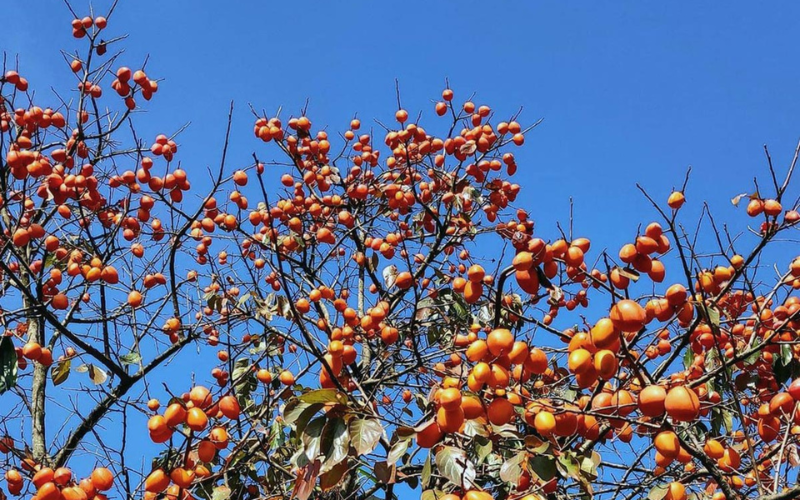 Mộc Châu mùa hồng chín mộng mơ