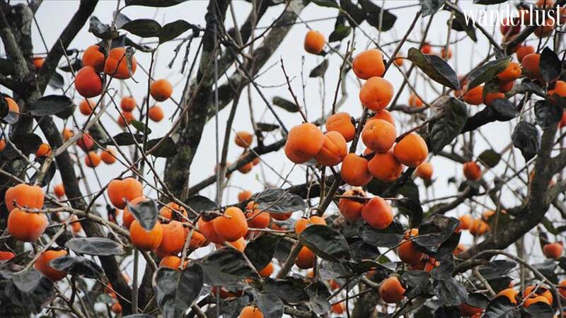 moc-chau-mua-hong-chin-sai-triu-qua