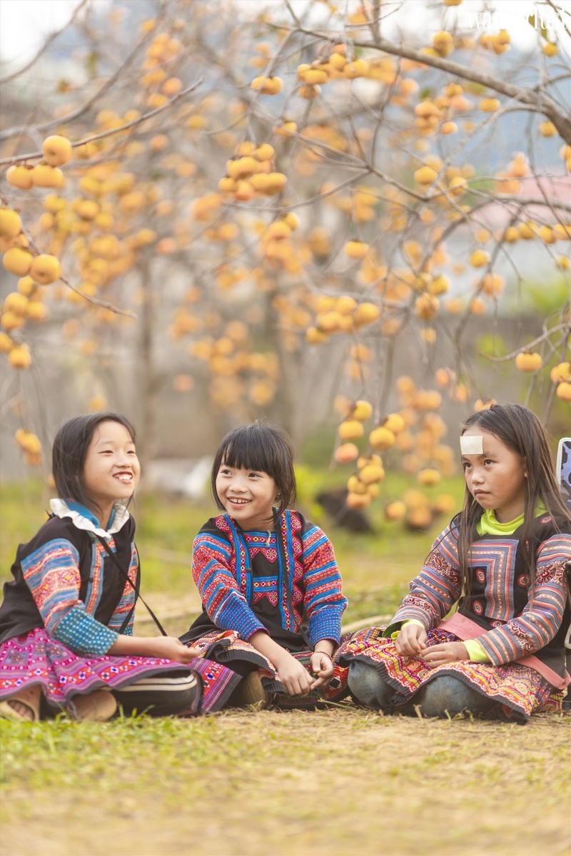 moc-chau-mua-hong-chin-sai-triu-qua